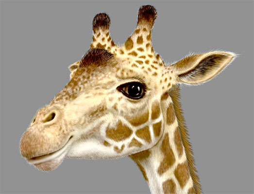 Toys-R-Us Giraffe